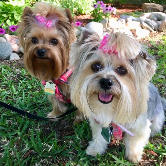 Meet your Posher, Sherry - Picture 1 of 1